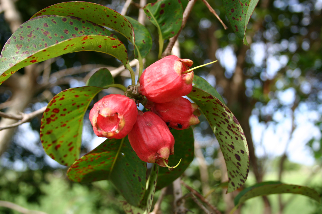 Syzygium suborbiculare